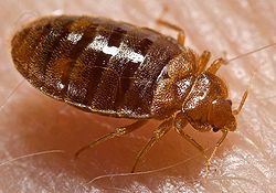 Bedbug, Cimex lectularius