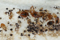 Bedbugs infesting carpet