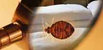Emergency bed bugs extermination