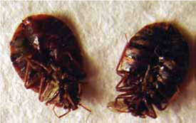 Killed bedbugs
